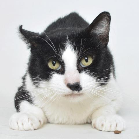 Slim Jim, an adoptable Domestic Short Hair in Springfield, IL, 62702 | Photo Image 1
