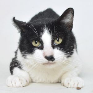 Slim Jim, Senior Male unknown