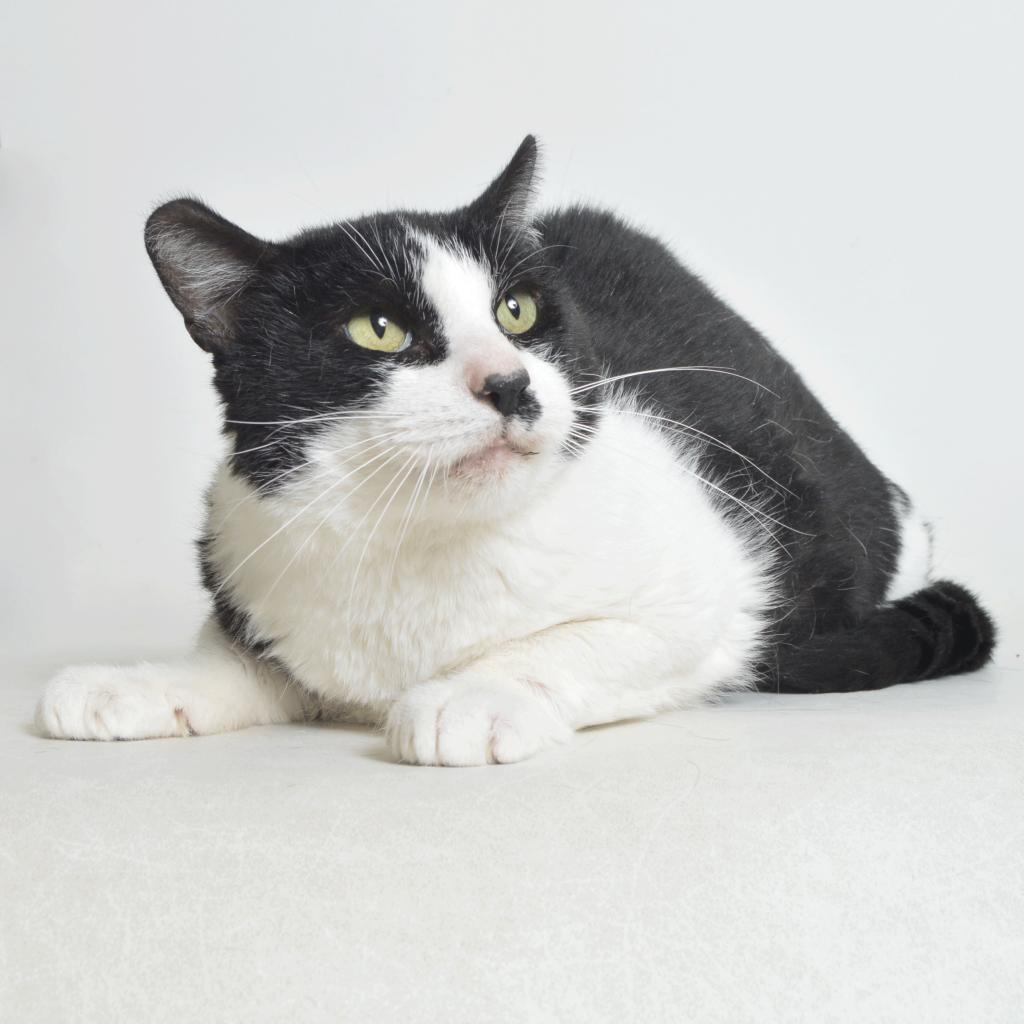 Slim Jim, an adoptable Domestic Short Hair in Springfield, IL, 62702 | Photo Image 2