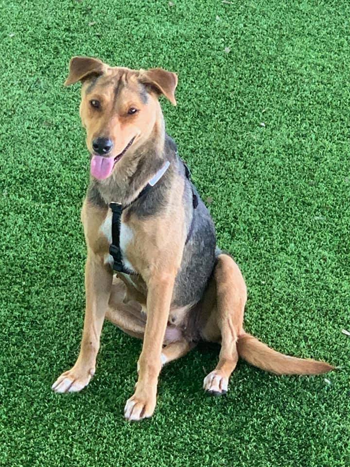 Dottie, an adoptable German Shepherd Dog in Pipe Creek, TX, 78063 | Photo Image 1