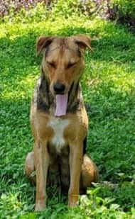 Dottie, an adoptable German Shepherd Dog in Pipe Creek, TX, 78063 | Photo Image 2