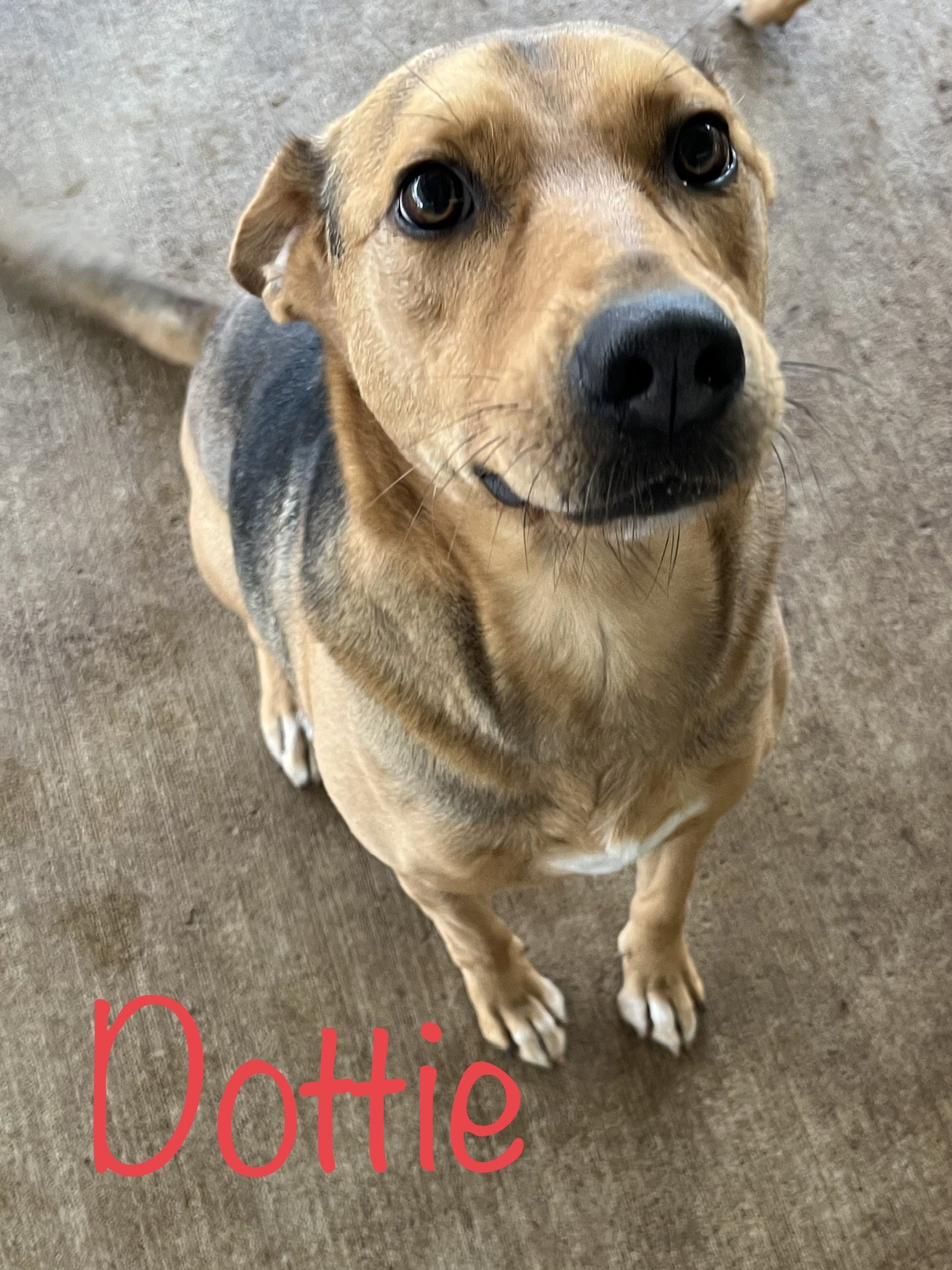 Dottie, an adoptable German Shepherd Dog in Pipe Creek, TX, 78063 | Photo Image 3