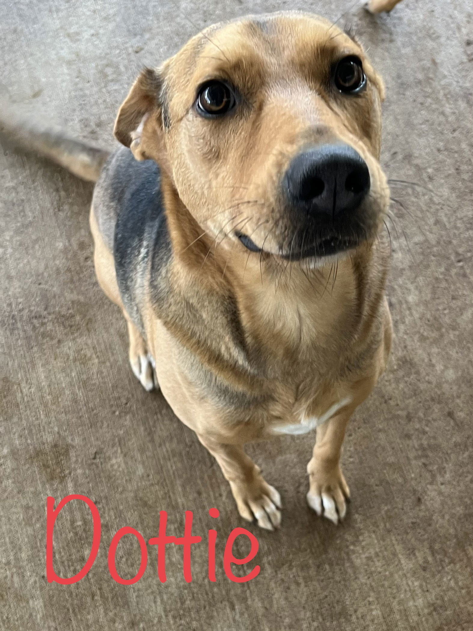 Dottie, an adoptable German Shepherd Dog in Pipe Creek, TX, 78063 | Photo Image 3