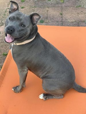 You can fill out an adoption application online on our official website Isabella is a female Pit Bu