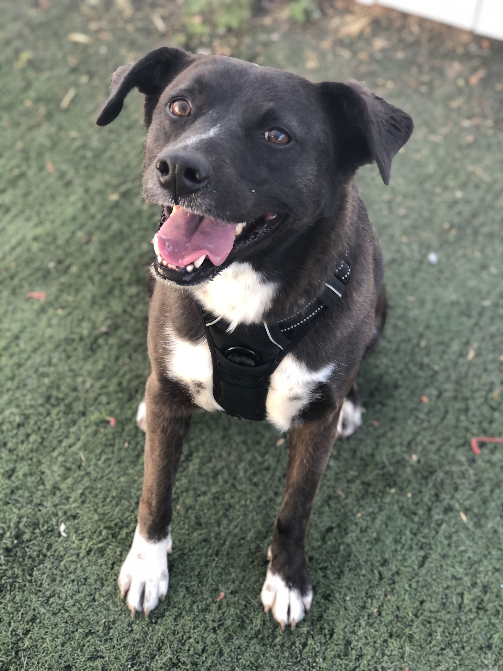 Ester/Esther, an adoptable Labrador Retriever in San Diego, CA, 92108 | Photo Image 1