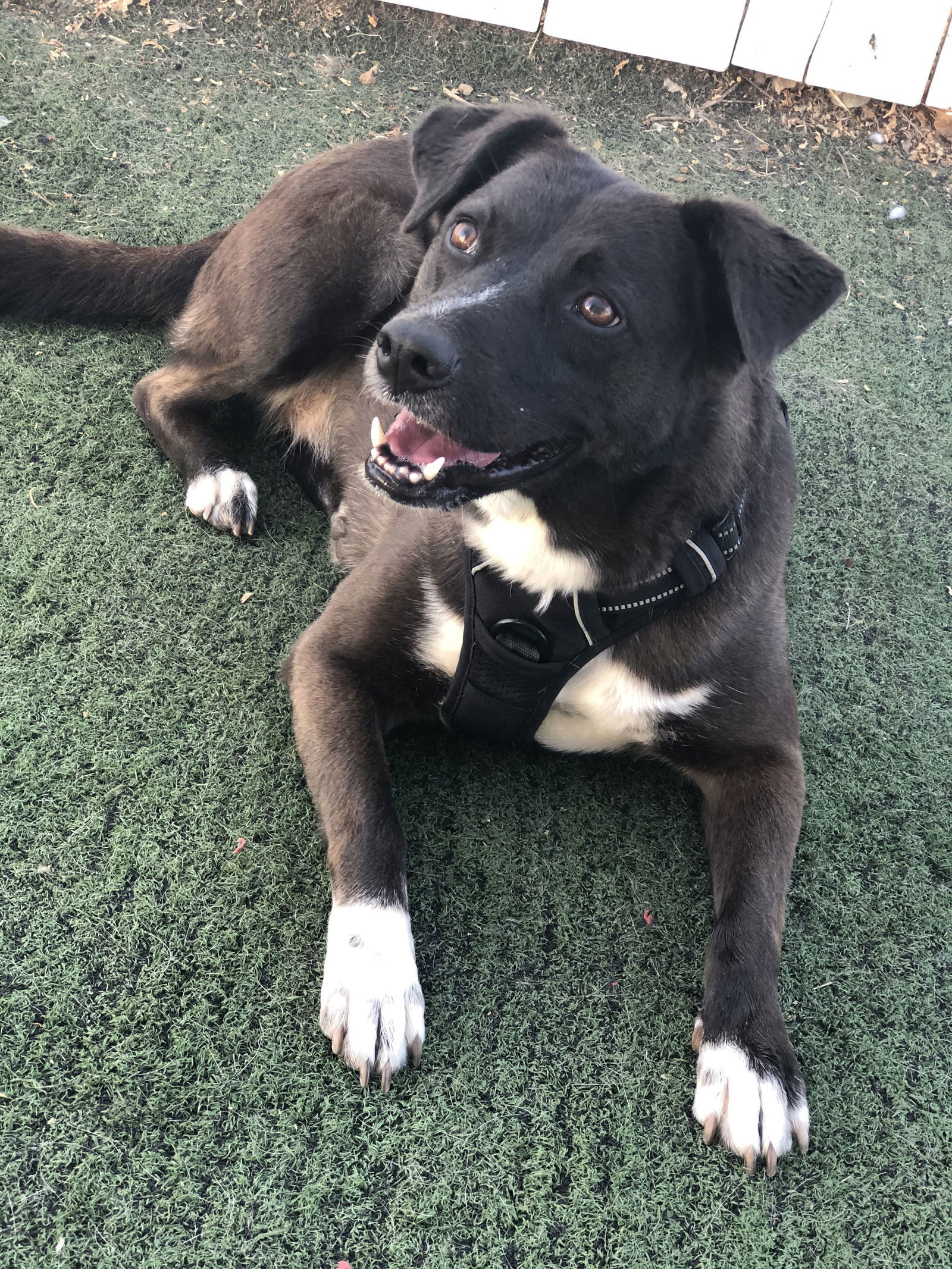 Ester/Esther, an adoptable Labrador Retriever in San Diego, CA, 92108 | Photo Image 3