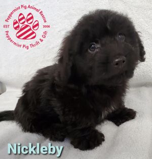 Nickleby ADOPTION PENDING