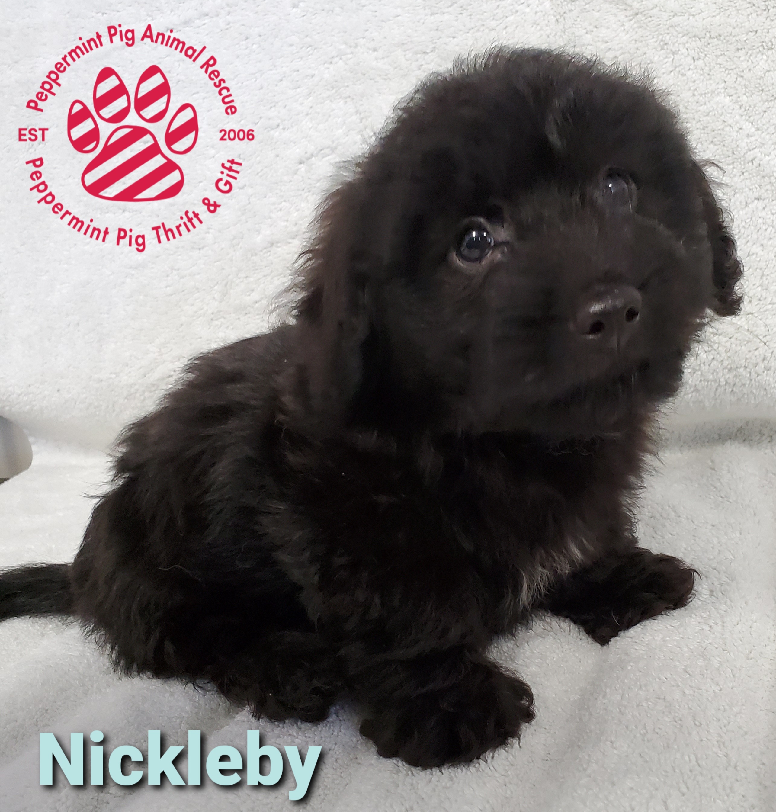 Nickleby Adoption Pending detail page