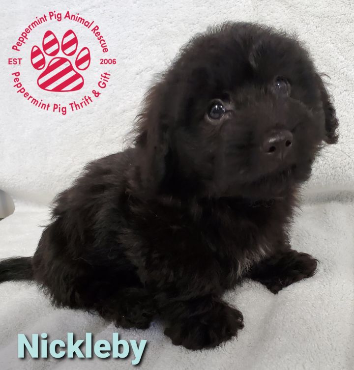 Nickleby ADOPTION PENDING 1