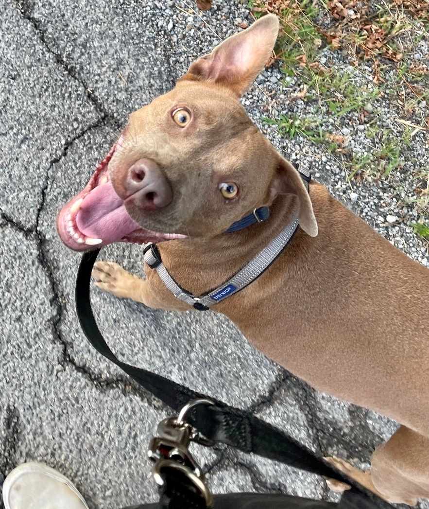 Leroy, an adoptable Pit Bull Terrier in Bethel Park, PA, 15102 | Photo Image 1