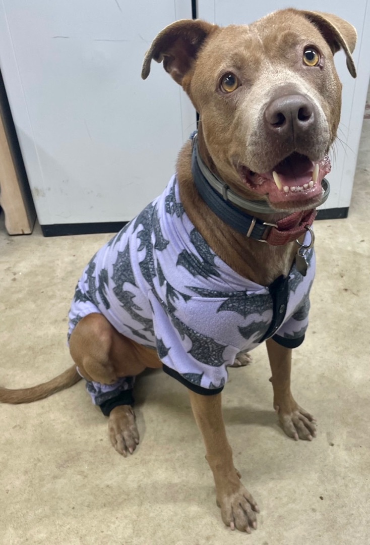 Leroy, an adoptable Pit Bull Terrier in Bethel Park, PA, 15102 | Photo Image 3