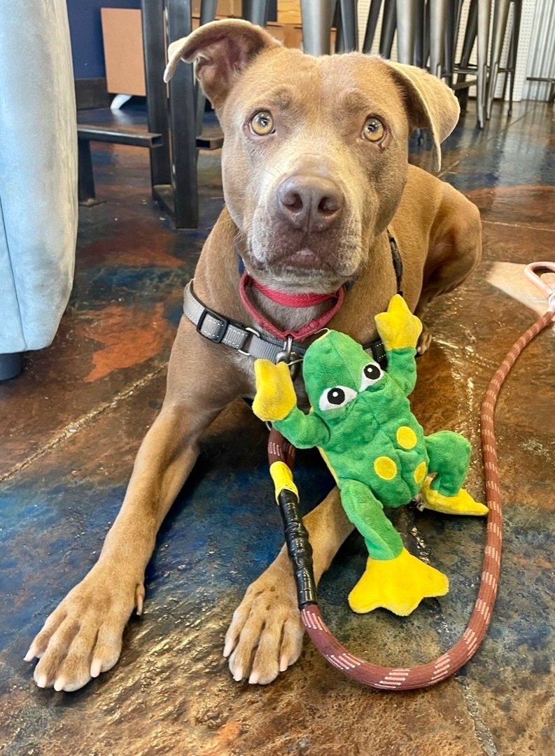 Leroy, an adoptable Pit Bull Terrier in Bethel Park, PA, 15102 | Photo Image 5