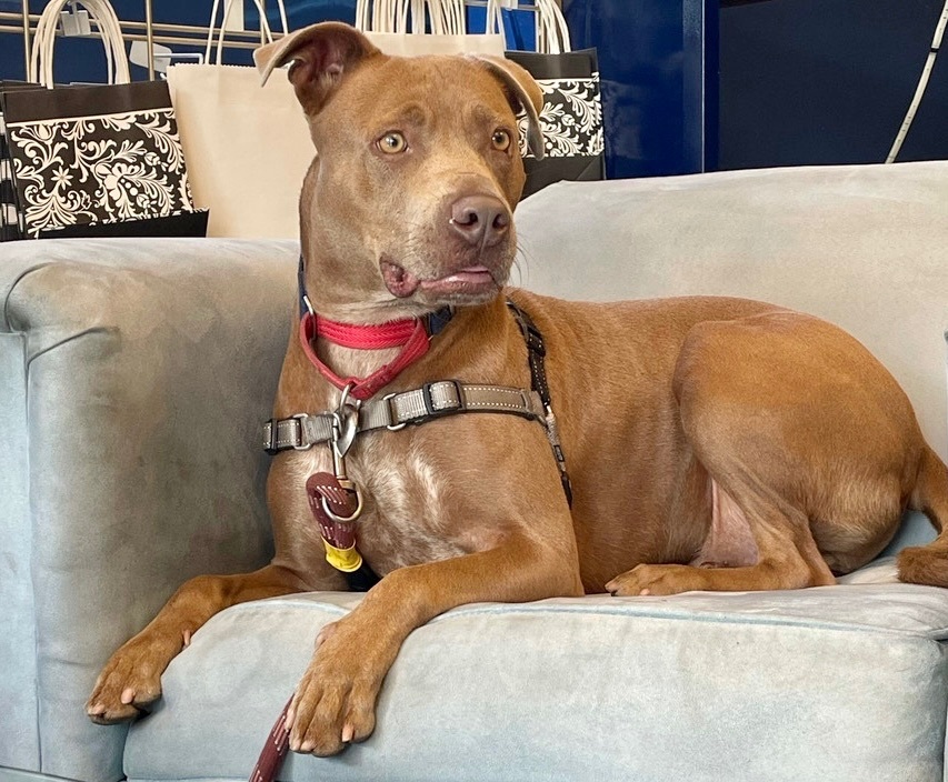 Leroy, an adoptable Pit Bull Terrier in Bethel Park, PA, 15102 | Photo Image 6