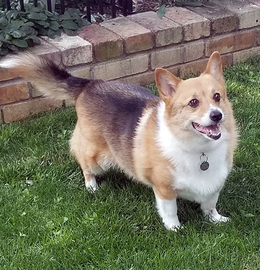 Dog For Adoption Meg A Pembroke Welsh Corgi In Chesterfield Mo Petfinder