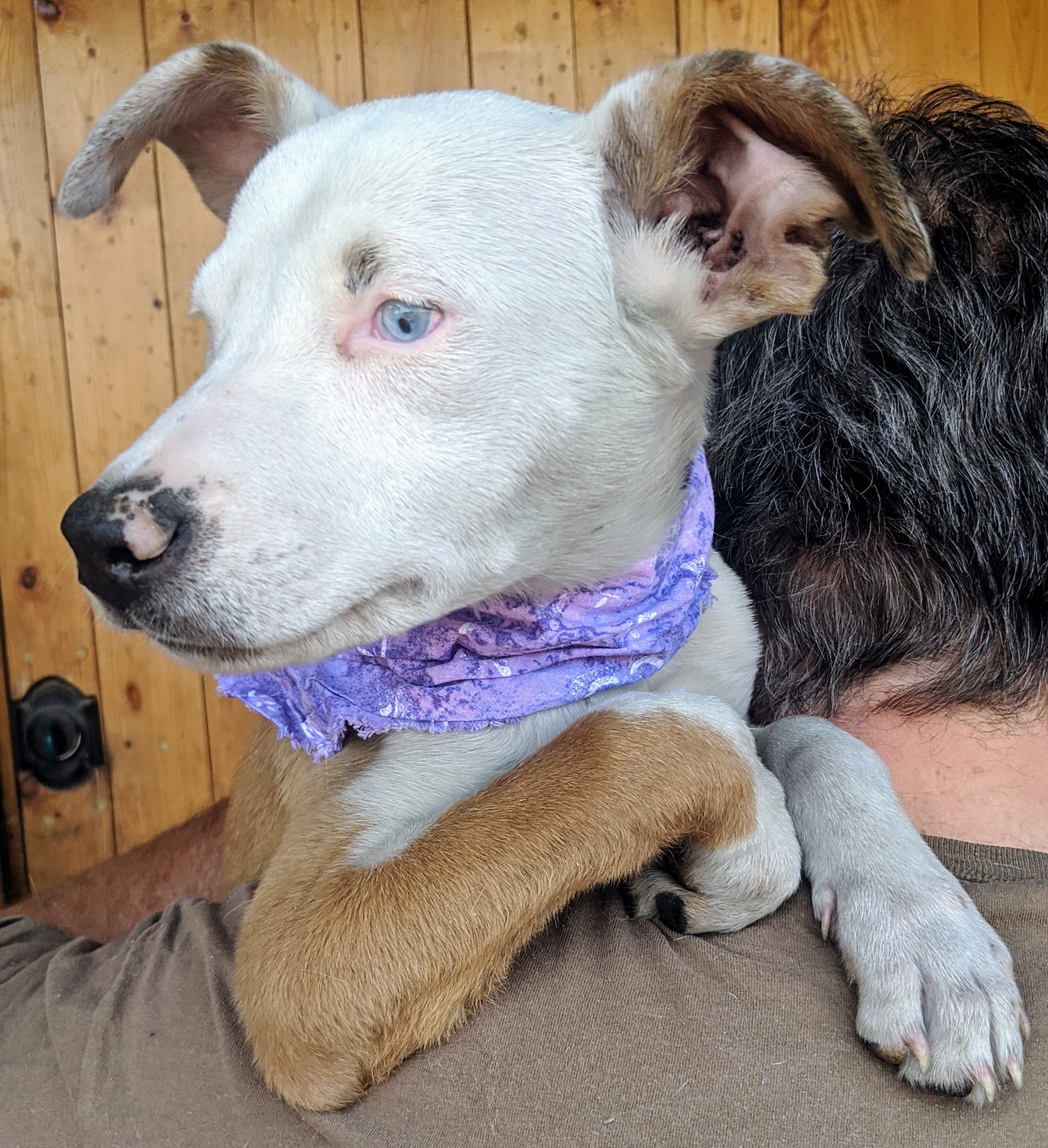 DAISY and FOLIE, an adoptable Catahoula Leopard Dog, Australian Shepherd in Pena Blanca, NM, 87041 | Photo Image 1