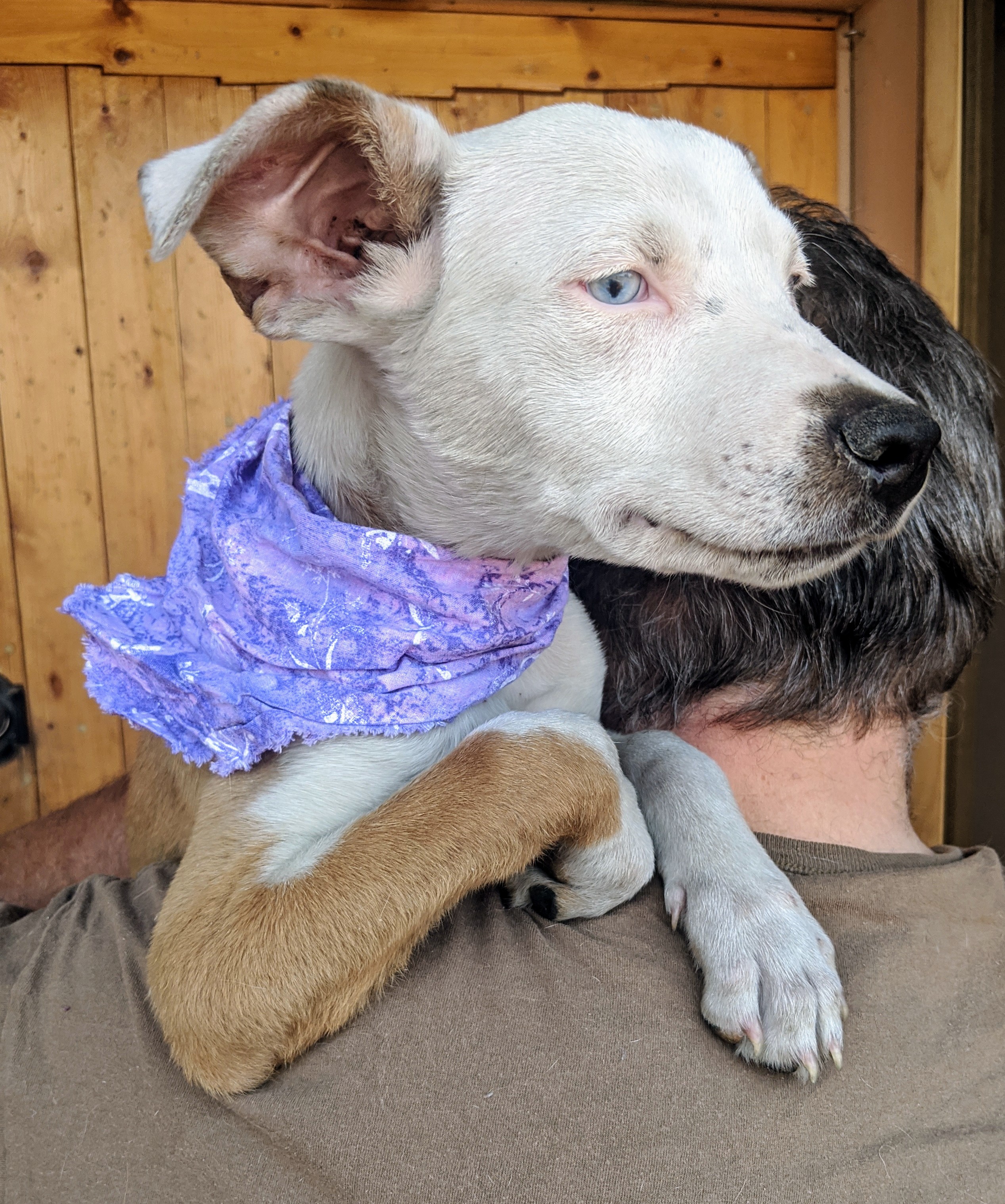 DAISY and FOLIE, an adoptable Catahoula Leopard Dog, Australian Shepherd in Pena Blanca, NM, 87041 | Photo Image 2
