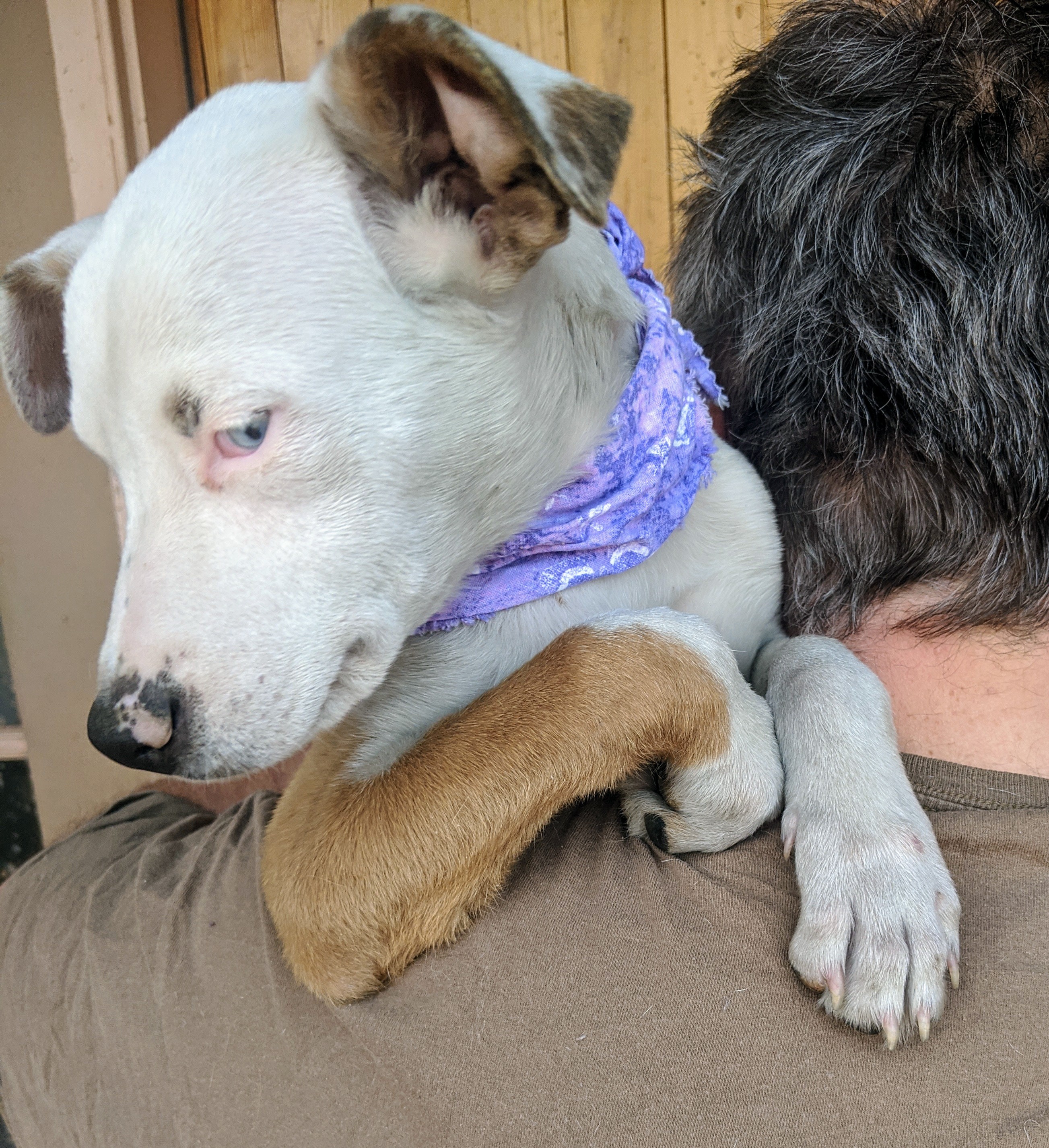 DAISY and FOLIE, an adoptable Catahoula Leopard Dog, Australian Shepherd in Pena Blanca, NM, 87041 | Photo Image 3