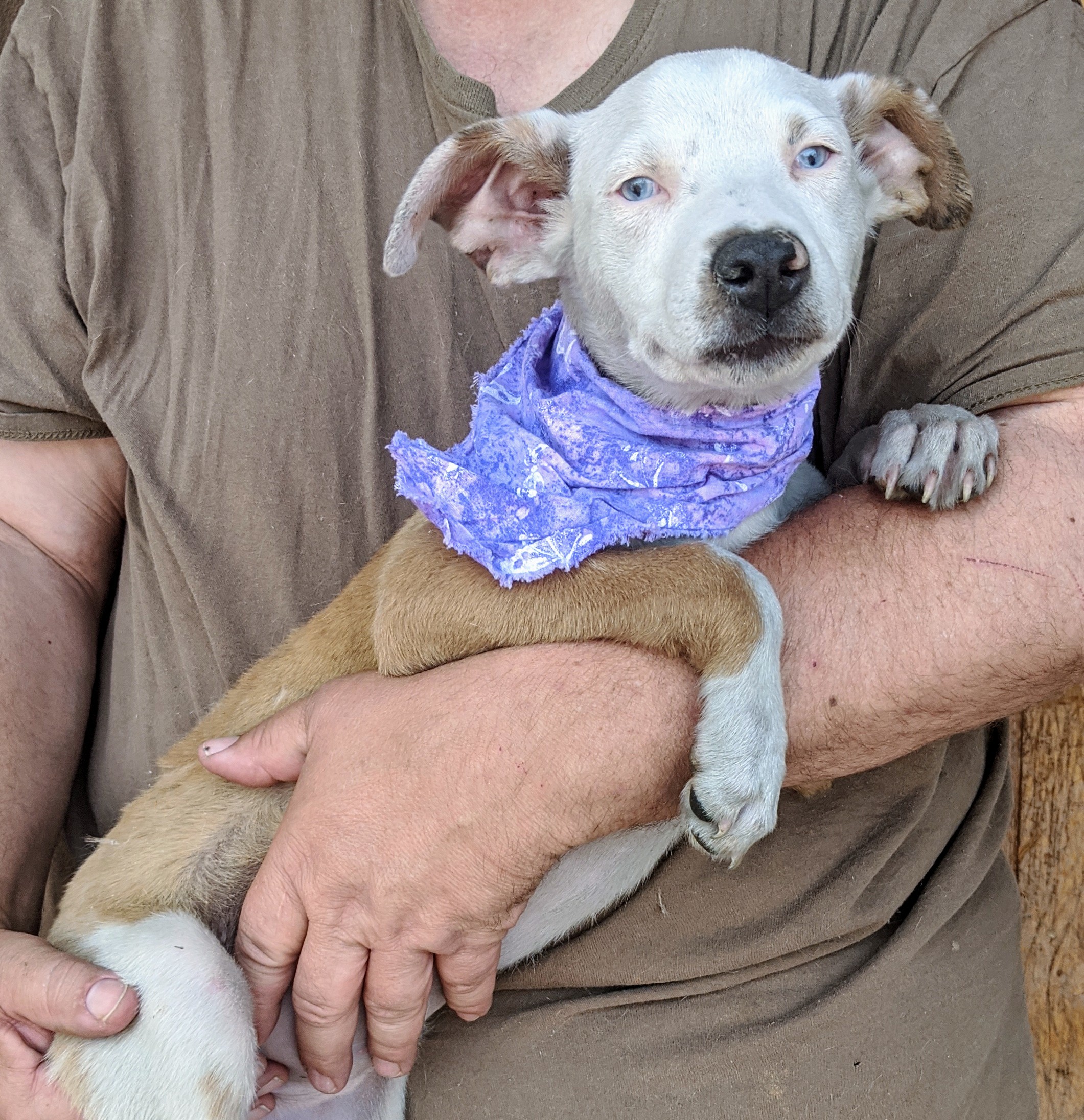 DAISY and FOLIE, an adoptable Catahoula Leopard Dog, Australian Shepherd in Pena Blanca, NM, 87041 | Photo Image 4