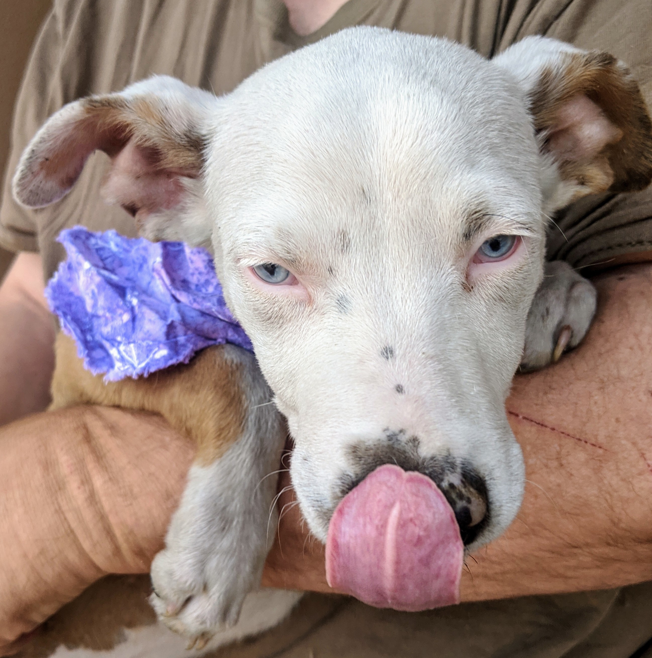 DAISY and FOLIE, an adoptable Catahoula Leopard Dog, Australian Shepherd in Pena Blanca, NM, 87041 | Photo Image 5
