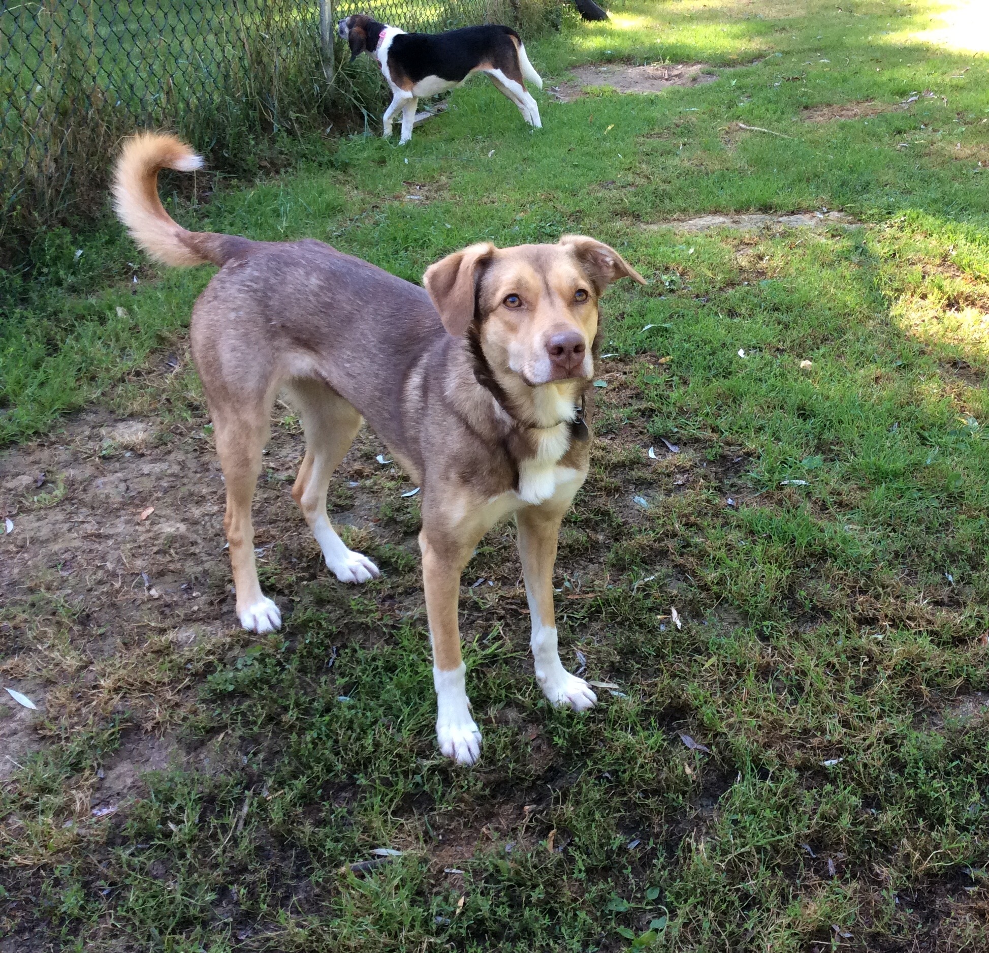 Sweetie, an adoptable Husky, German Shepherd Dog in Latham, NY, 12110 | Photo Image 2