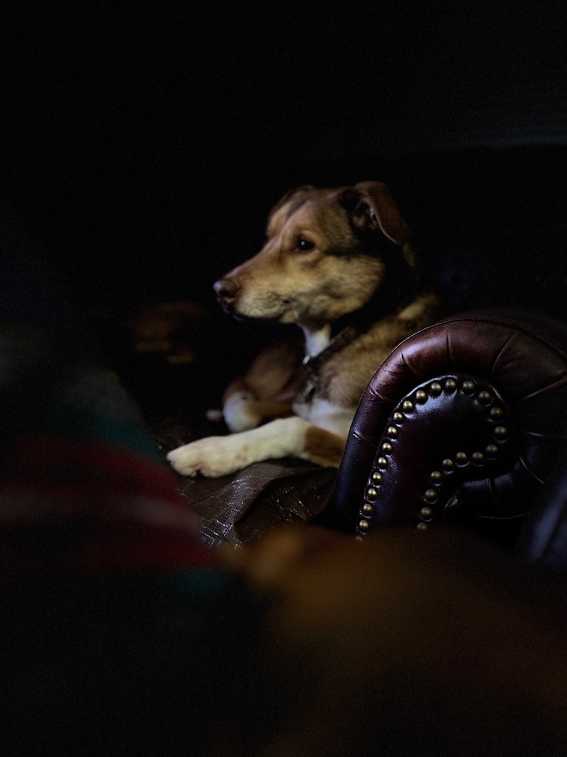 Sweetie, an adoptable Husky, German Shepherd Dog in Latham, NY, 12110 | Photo Image 4