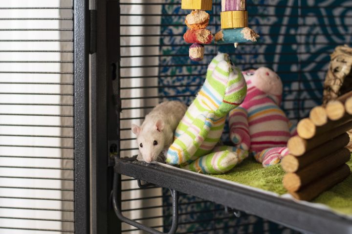 S'mores, Tate and Dorian, an adopted Rat in Brooklyn, NY_image-1