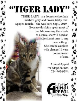 Cat for adoption - Tiger Lady, a Domestic Short Hair & Tabby Mix in  Sharpsville, PA | Petfinder