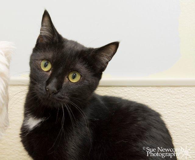 Squirt, an adoptable Domestic Short Hair in Shorewood, IL_image-2