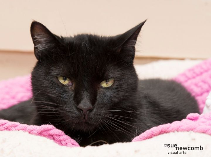 Squirt, an adoptable Domestic Short Hair in Shorewood, IL_image-3