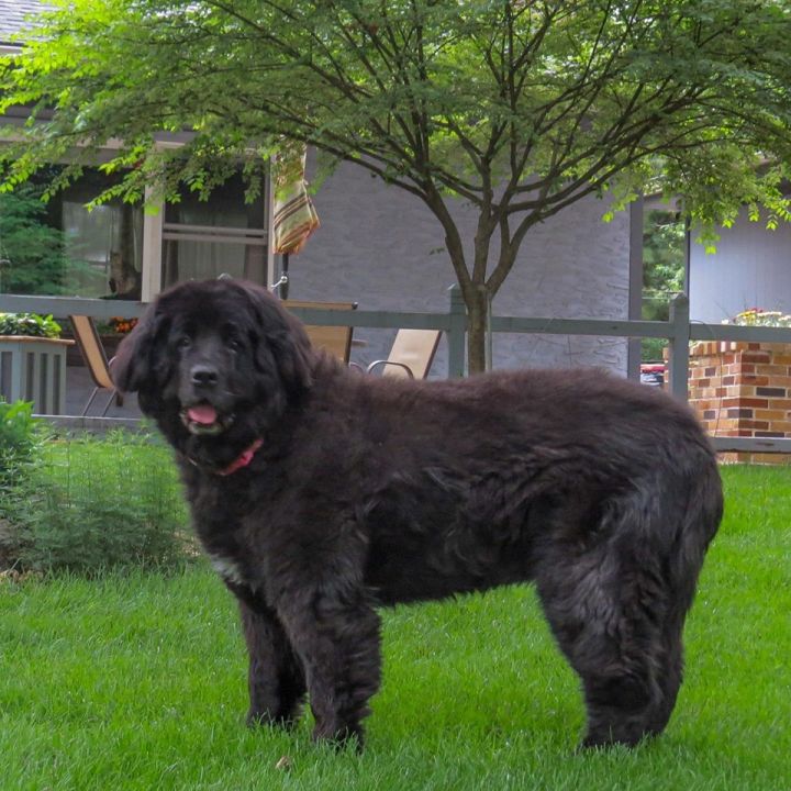 Sarah, an adopted Newfoundland Dog in North Branch, MN_image-2