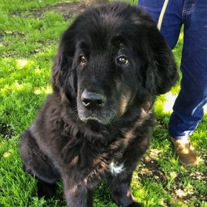 Adopt A Senior Dog Minnesota