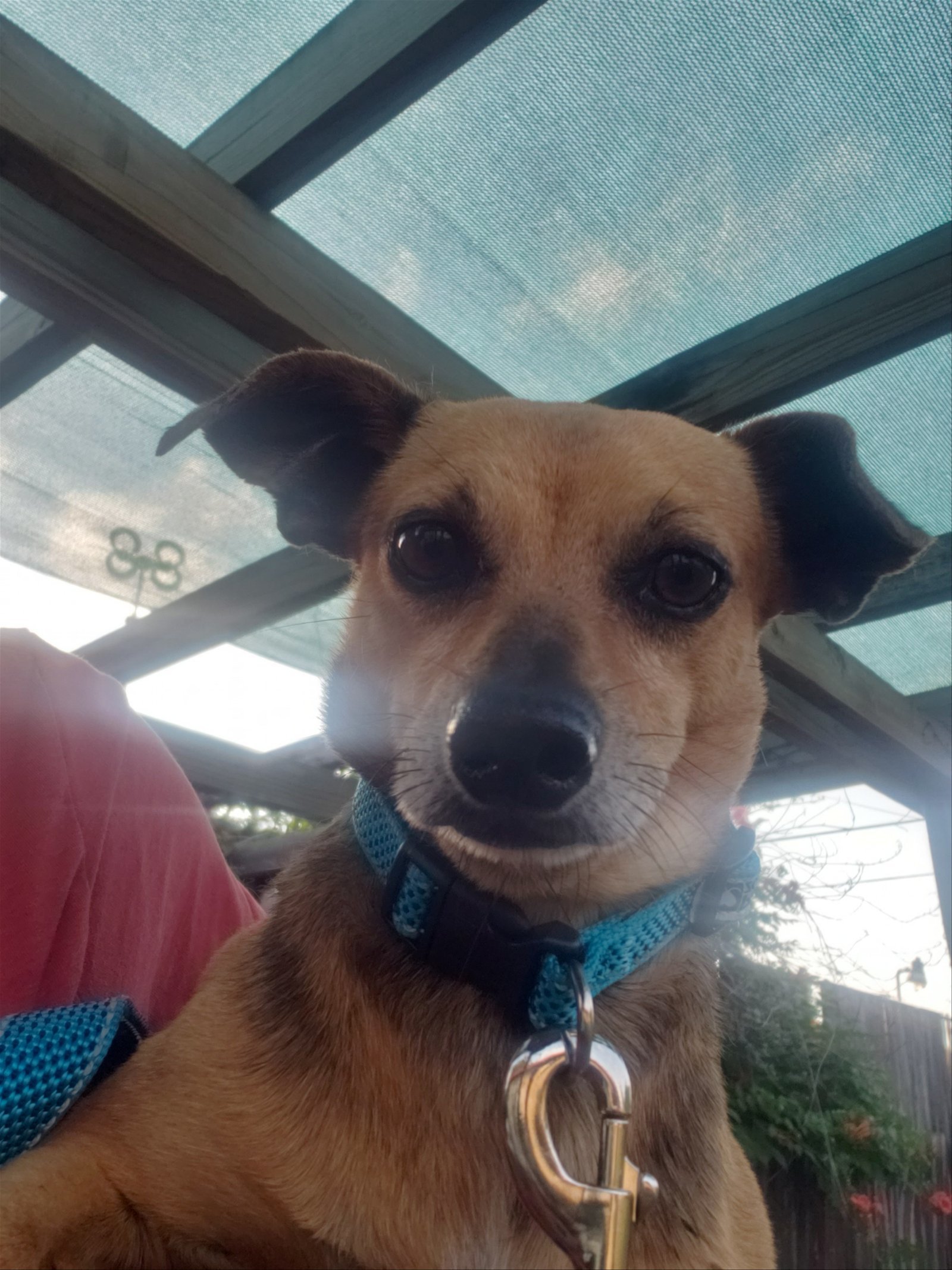 Rocket man, an adoptable Dachshund, Chihuahua in San Antonio, TX, 78217 | Photo Image 1