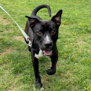 Murdock, an adoptable Pit Bull Terrier in Springfield, MO, 65803 | Photo Image 2