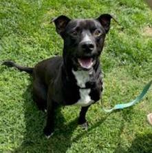 Murdock, an adoptable Pit Bull Terrier in Springfield, MO, 65803 | Photo Image 1