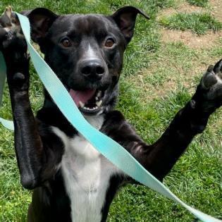 Murdock, an adoptable Pit Bull Terrier in Springfield, MO, 65803 | Photo Image 3