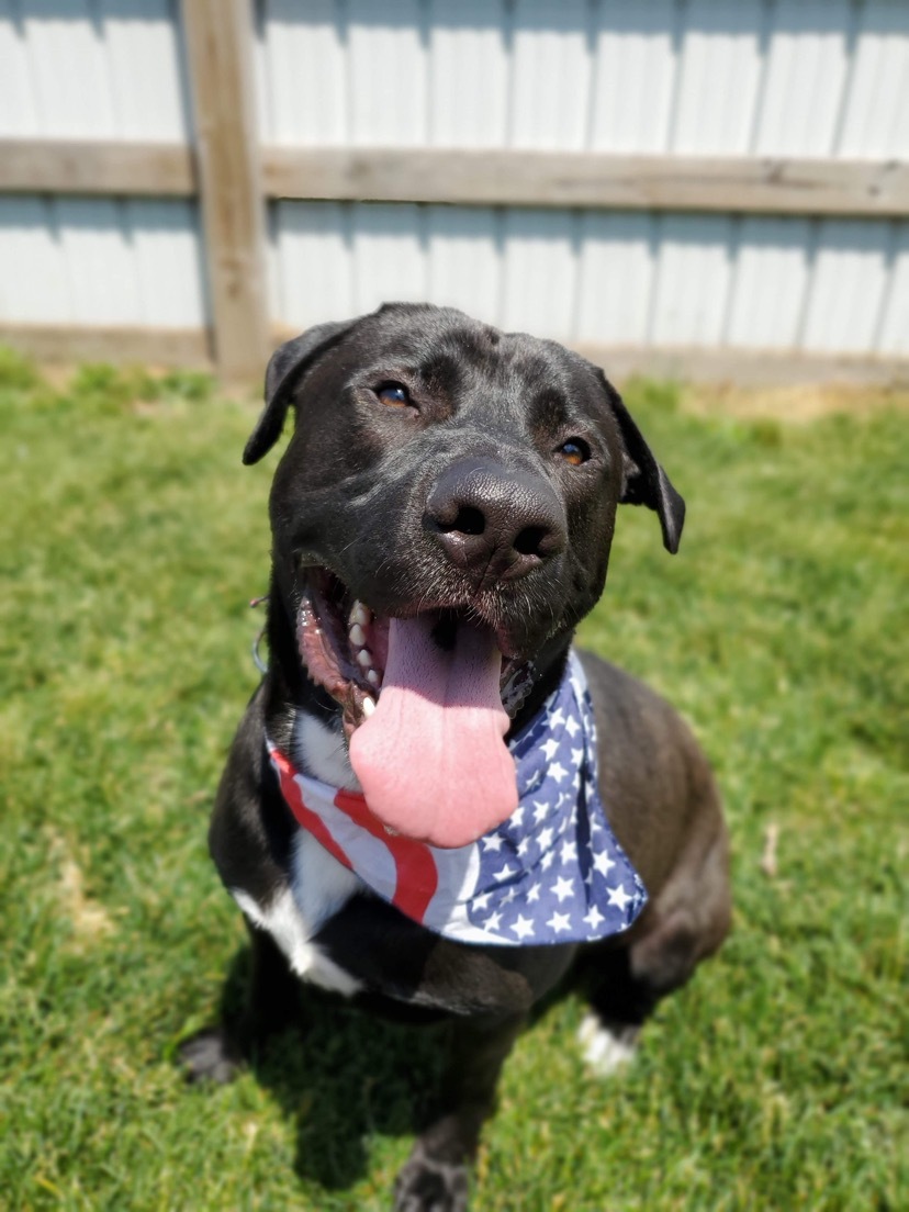 Dog for adoption - Otis, a Labrador Retriever Mix in Highland, IN