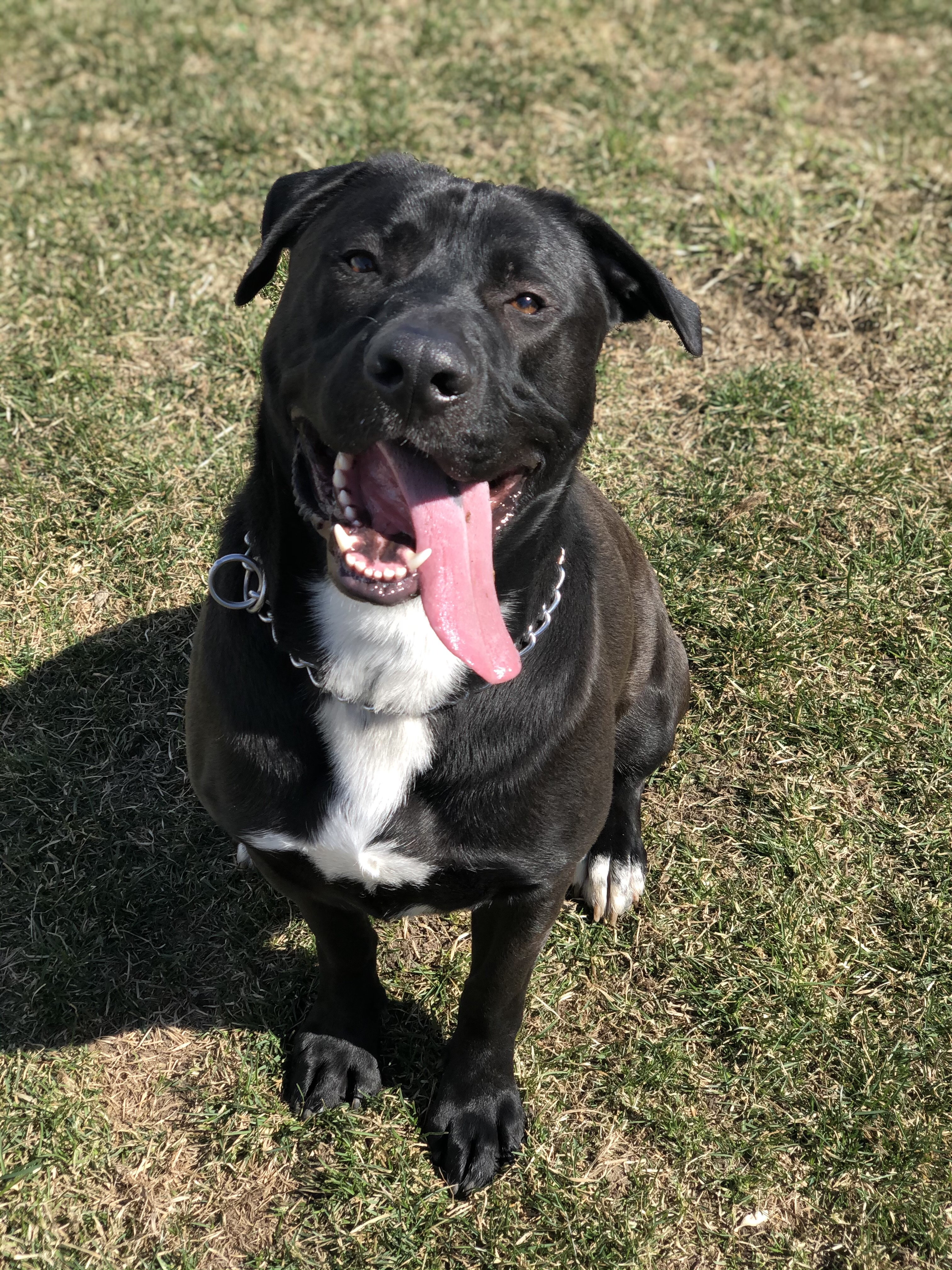 Otis, an adoptable Labrador Retriever in Highland, IN, 46324 | Photo Image 2