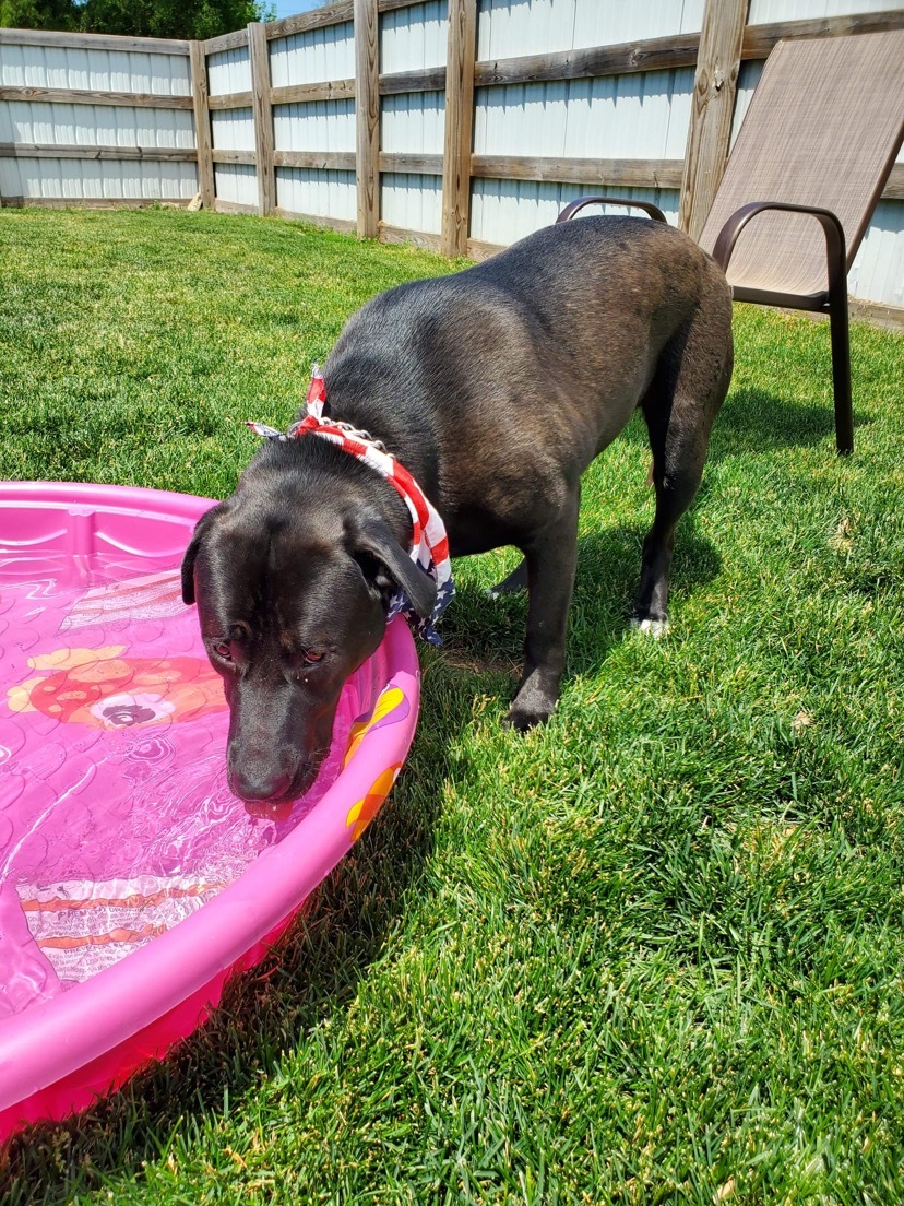 Otis, an adoptable Labrador Retriever in Highland, IN, 46324 | Photo Image 3