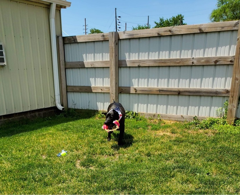 Otis, an adoptable Labrador Retriever in Highland, IN, 46324 | Photo Image 4