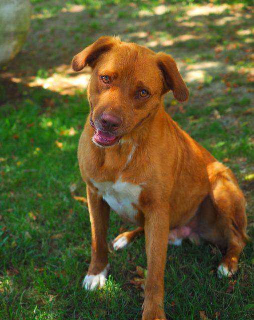 Yosemite Sam, an adoptable Cattle Dog, Pit Bull Terrier in Washburn, MO, 65772 | Photo Image 1