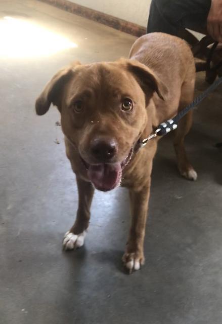 Yosemite Sam, an adoptable Cattle Dog, Pit Bull Terrier in Washburn, MO, 65772 | Photo Image 2