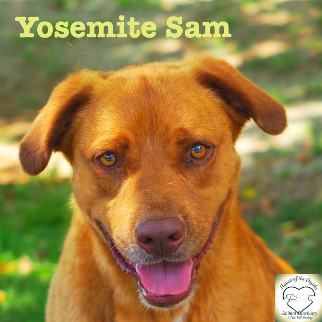 Yosemite Sam, an adoptable Cattle Dog, Pit Bull Terrier in Washburn, MO, 65772 | Photo Image 3