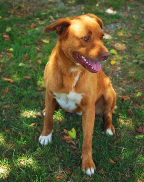 Yosemite Sam, an adoptable Cattle Dog, Pit Bull Terrier in Washburn, MO, 65772 | Photo Image 4