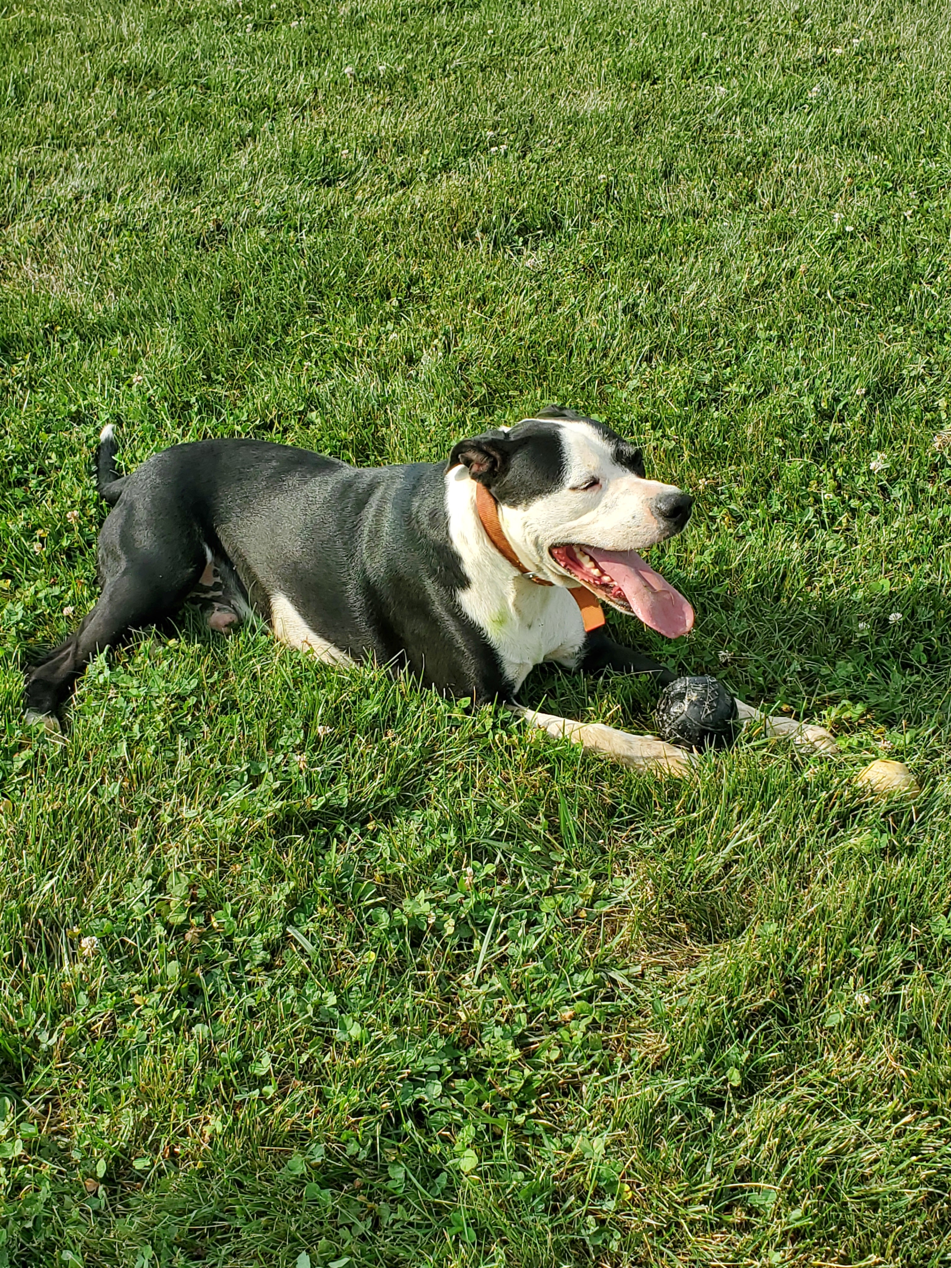 Archie, an adoptable Great Dane, Pit Bull Terrier in Winchester, IL, 62694 | Photo Image 3