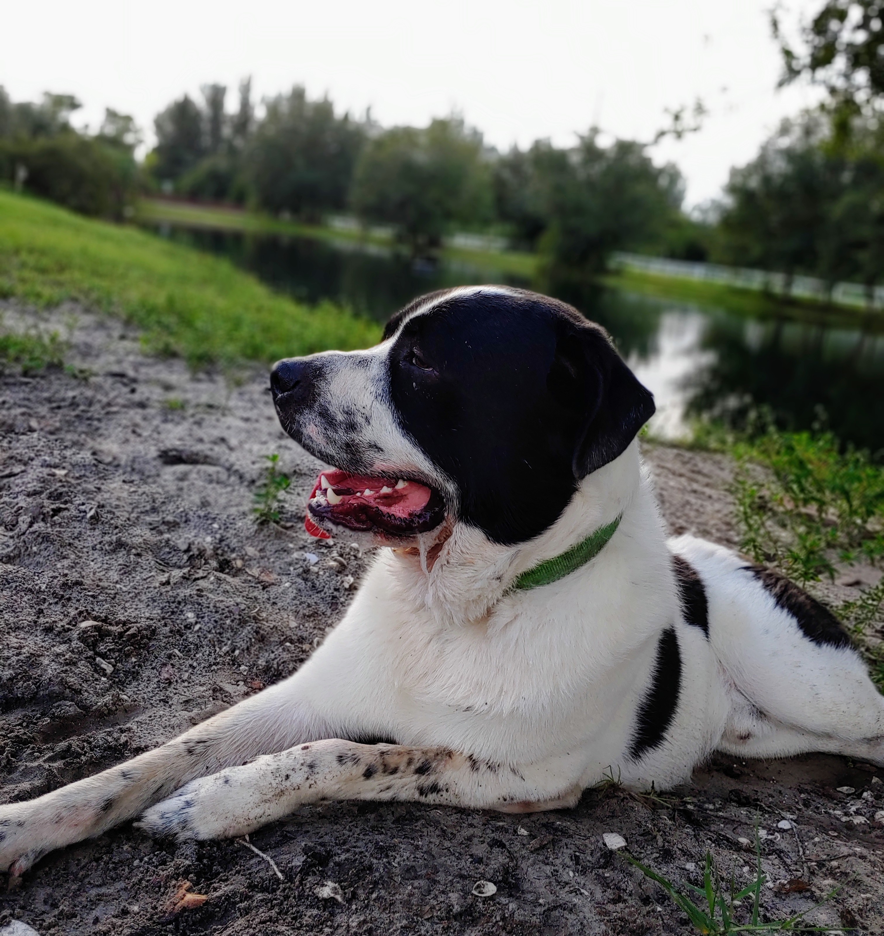 Dog for adoption - Karl & Krypto, a Great Pyrenees & Pit Bull Terrier