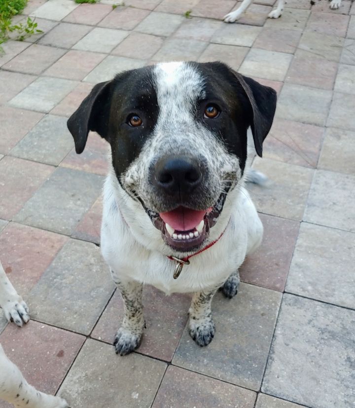 Dog for adoption Karl &amp; Krypto, a Great Pyrenees &amp; Pit Bull Terrier