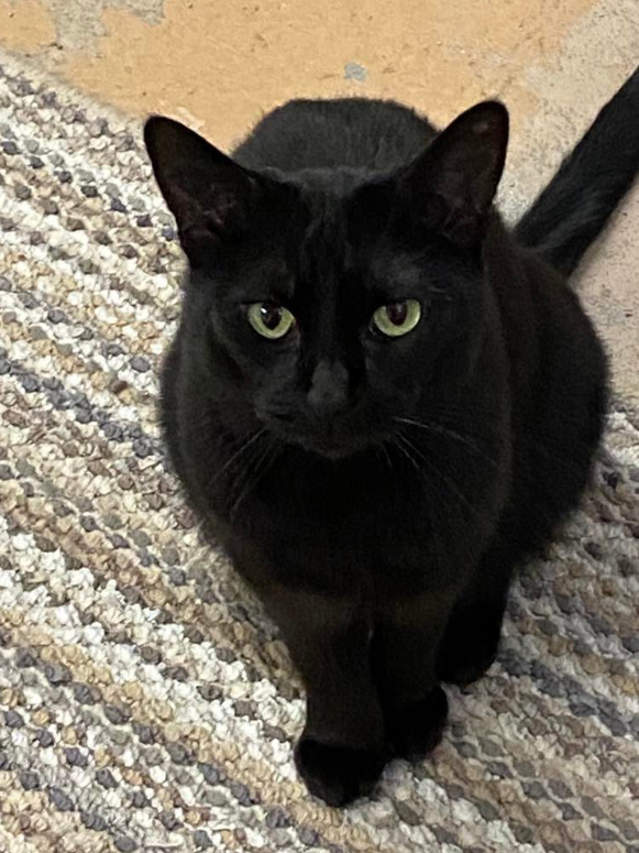 Kevyn, an adoptable Domestic Short Hair in New Richmond, WI, 54017 | Photo Image 1