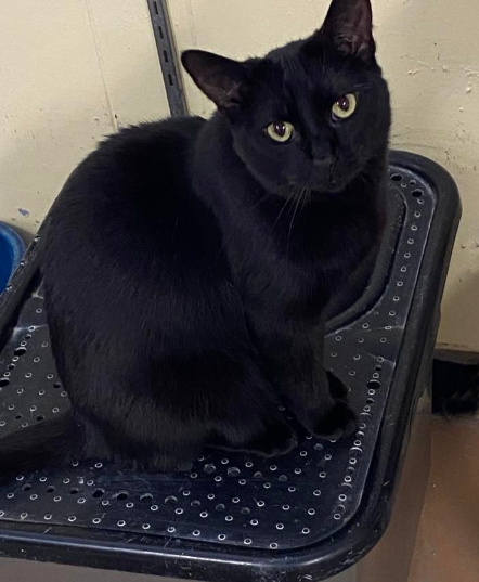 Kevyn, an adoptable Domestic Short Hair in New Richmond, WI, 54017 | Photo Image 2