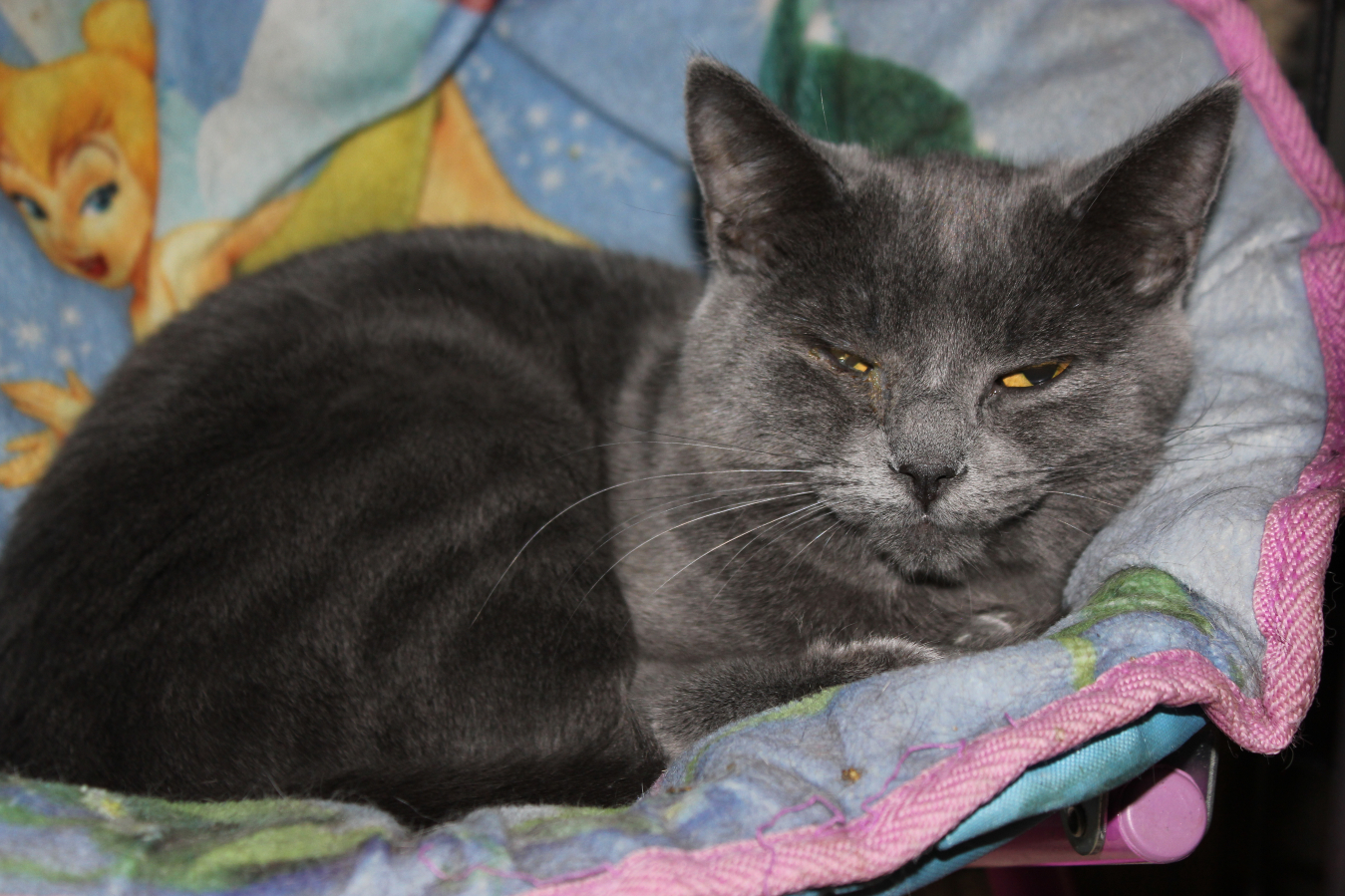 Venus, an adoptable Domestic Short Hair in New Richmond, WI, 54017 | Photo Image 1