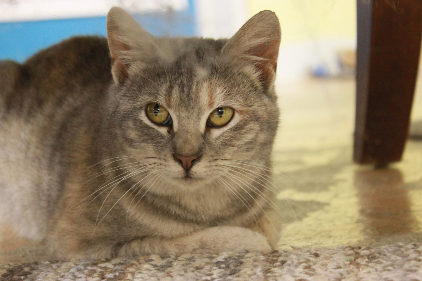 Quinn, an adoptable Domestic Short Hair in New Richmond, WI, 54017 | Photo Image 1